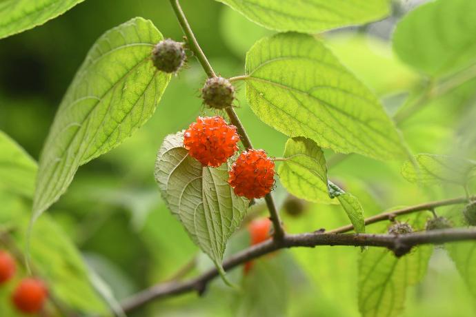 Maulbeerbaum mit Beeren