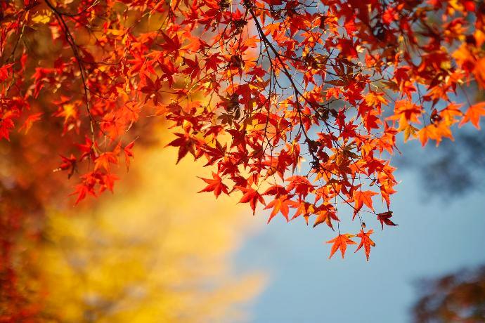 Japanischer Ahornbaum im Herbst