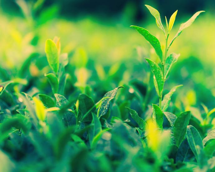 Grüner Teeblätter im Feld